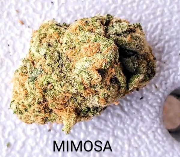 Mimosa Medical Weed Strain